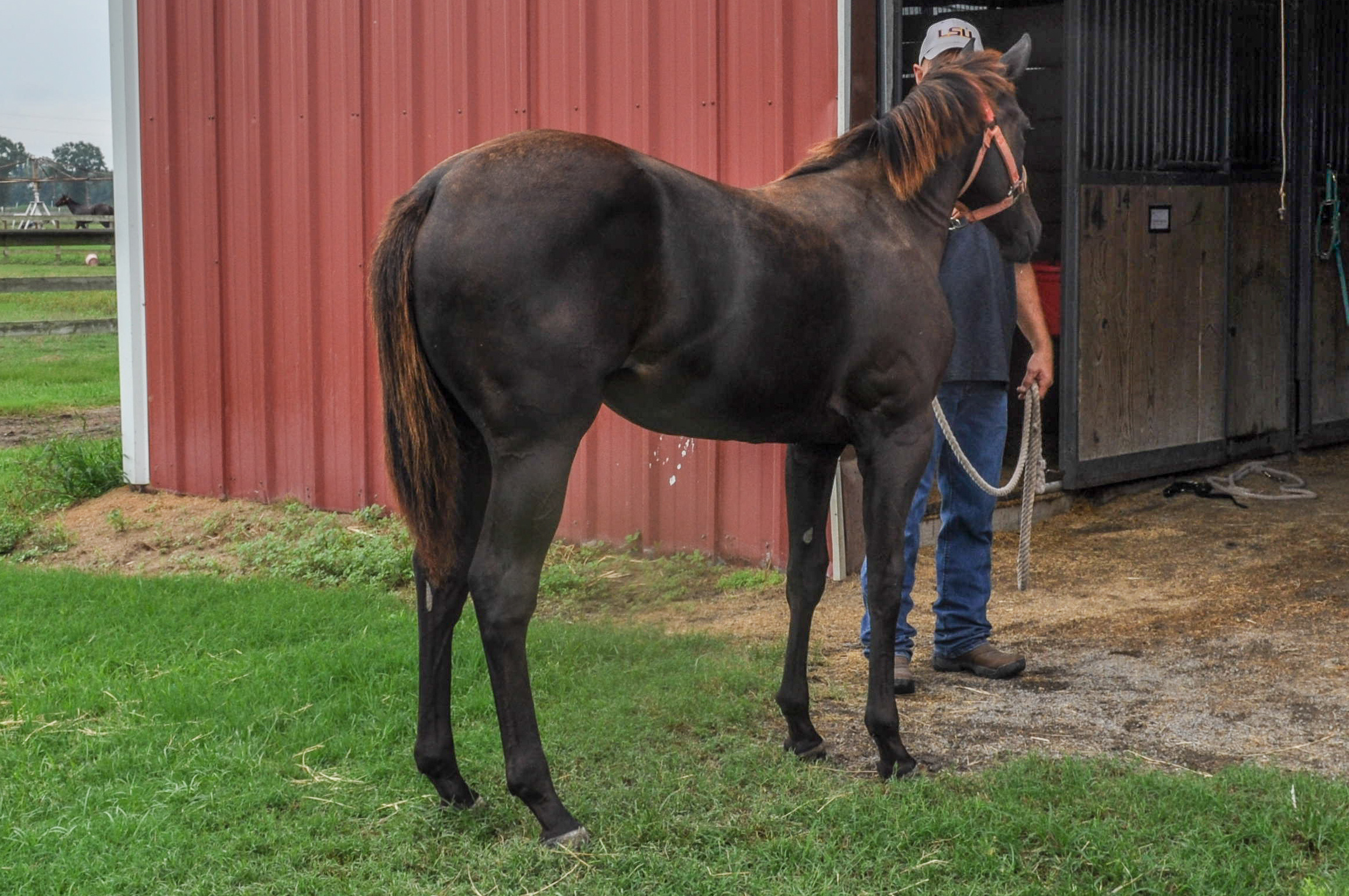 2018 Brown Filly