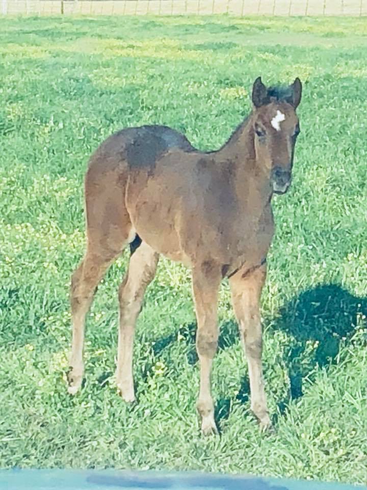 2018 brown filly for sale